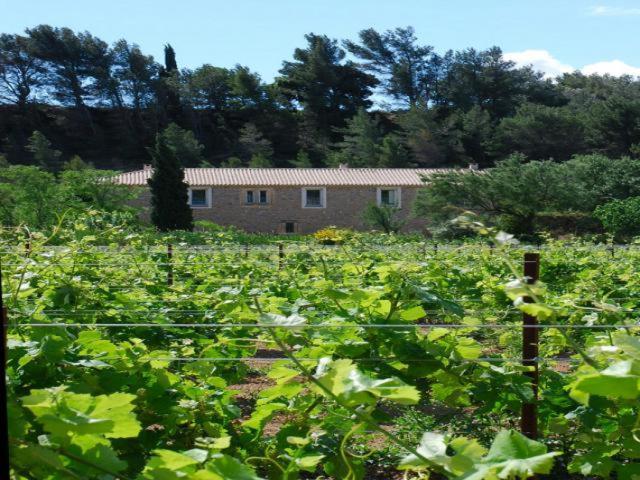 Domaine de Creva-Tinas Mailhac Exterior foto